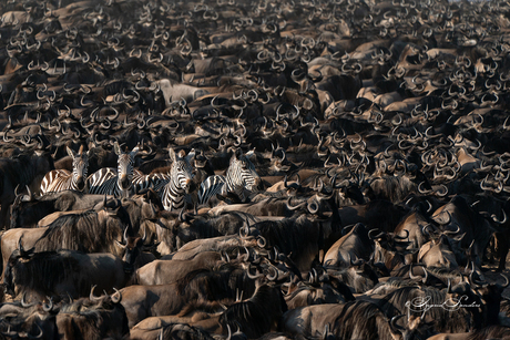 The great Migration