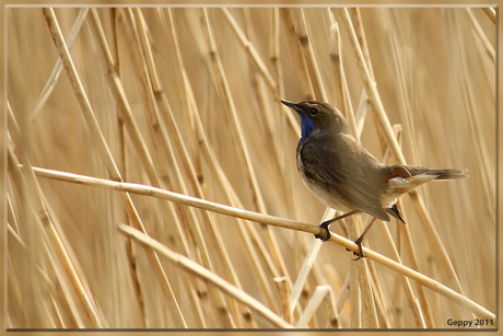 Blauwborst