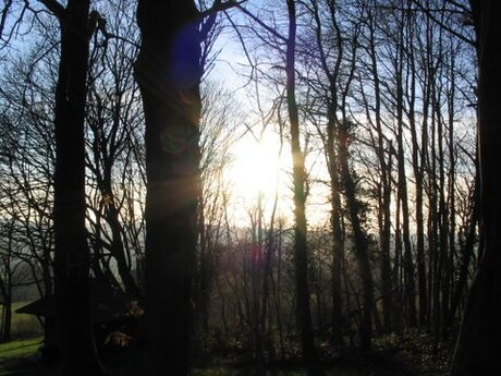 Zon in het bos