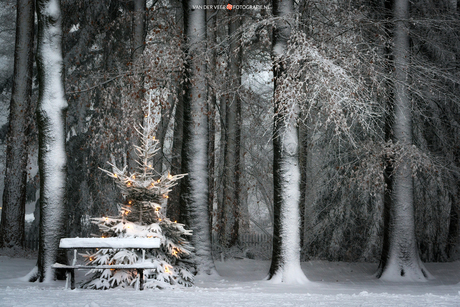 A Cold Christmas Seat