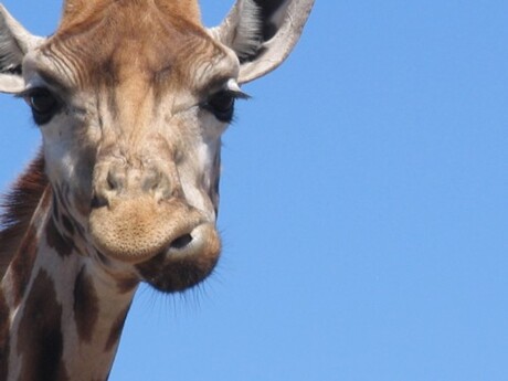 Giraf in dierentuin emmen