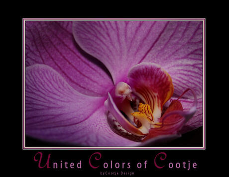 United Colors of Cootje