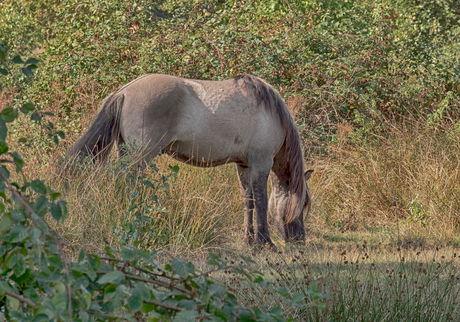 wilde paarden