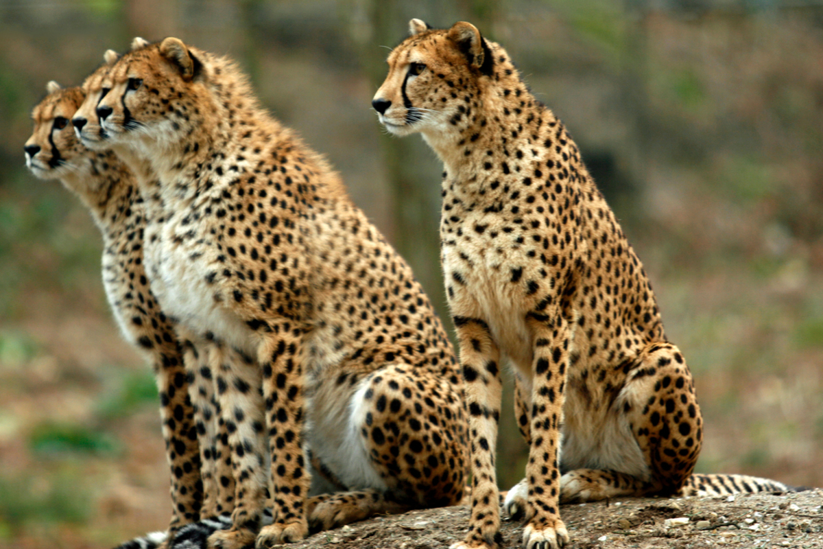 Fotogalerij: dieren Fotogalerij: dieren