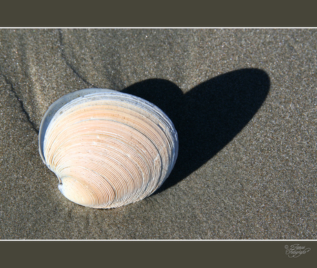 Shadow on the beach