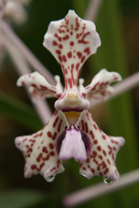 orchidee