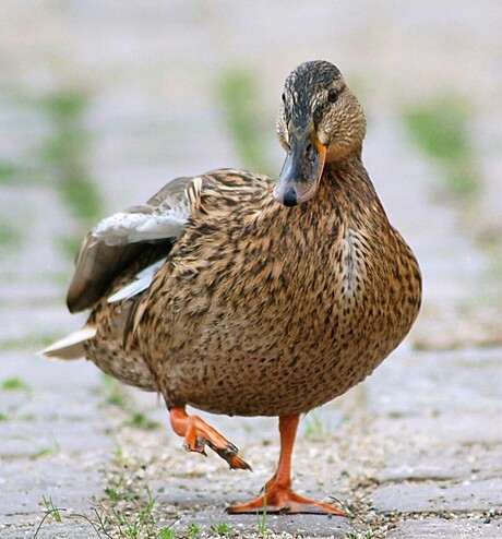 Walking duck........