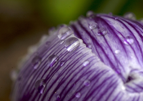 Krokus - Crocus vernus 1