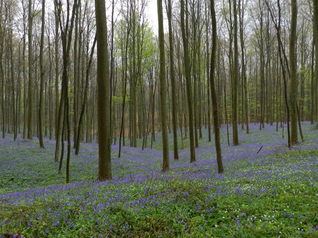 Hallerbos