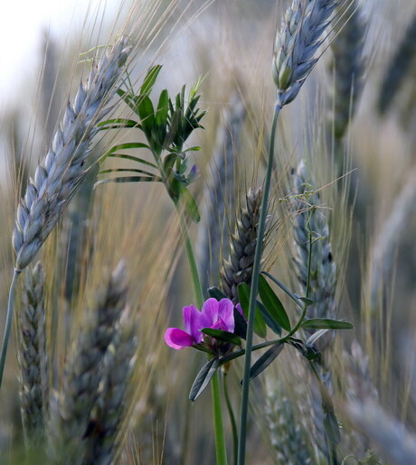 Lente in Twente