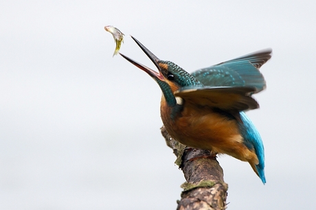 IJsvogel