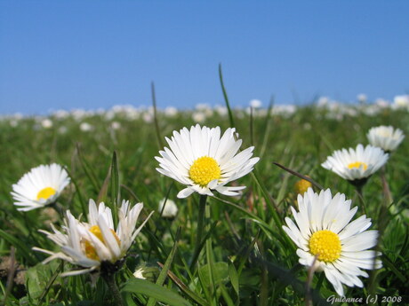 Zomers Terschelling