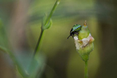 groene stinkwants