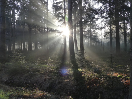 Zonsopkomst in de pannenhoef Zundert