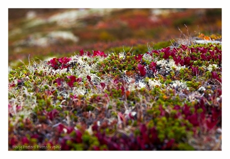 Colours in the mountains of Rondane