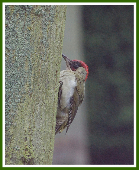 Specht op zondagochtend