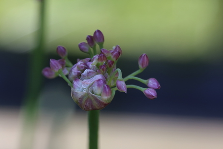 bloemetje van de siergras