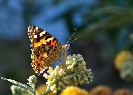 Vlinder, macro in hartje Utrecht