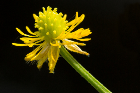 onkruid? echt niet....