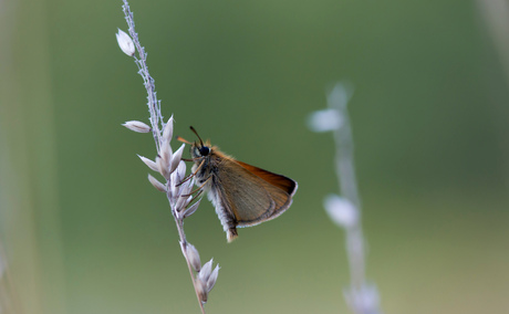 Mottled Umber Moth (Erannis defoliaria)
