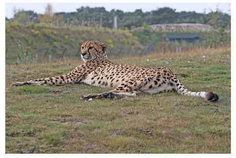 cheeta lekker aan het uitrusten
