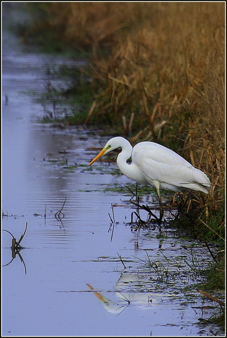 Grote Zilverreiger