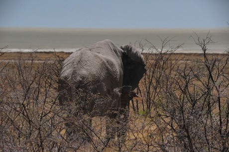 Bull in Etosha Pan