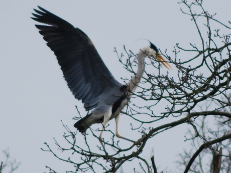 landing op een dunne tak