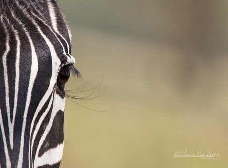 Those lashes....