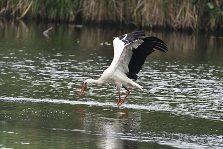 Ooievaar gespot.