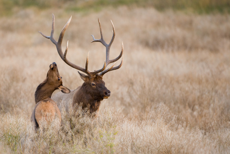 Canadese Elk in bronsttijd