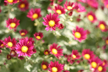 Bolchrysant van dichtbij