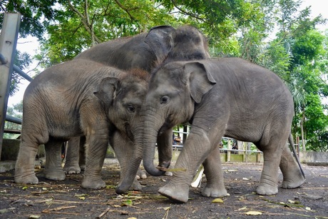 Baby olifanten