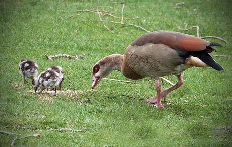 de eerste leg .............