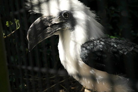 Avifauna