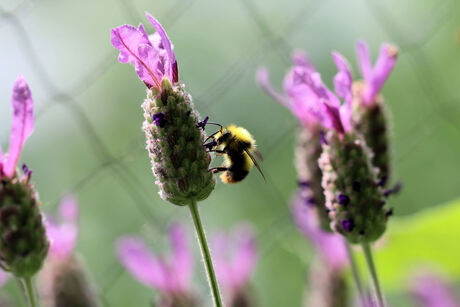 hommel op lavendel