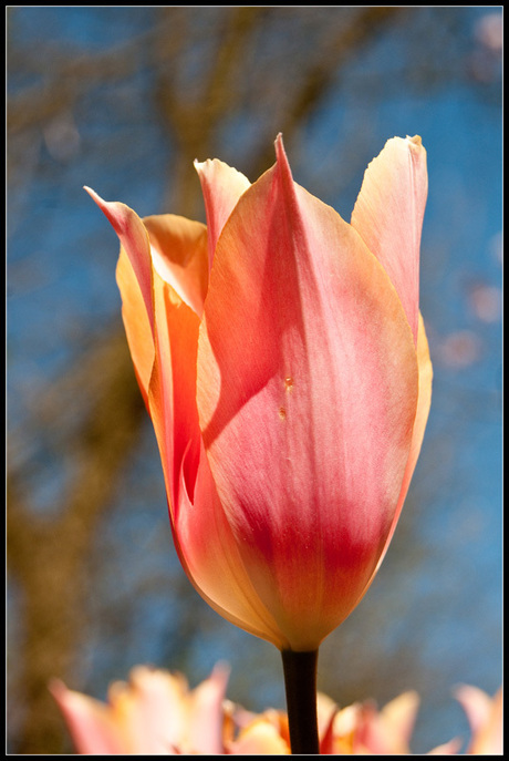 Tulp tegen een blauwe lucht