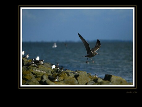 AmelAnd(ers) 30