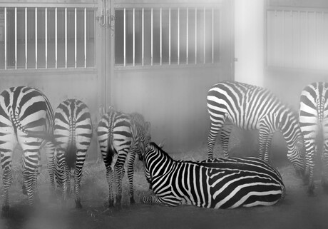 Zebra's in de stal