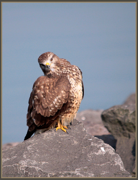 Blonde Buizerd..