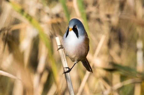 Baardmannetje