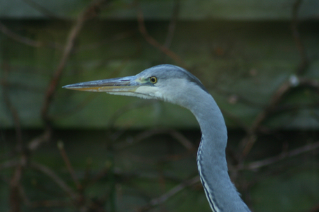 Reiger