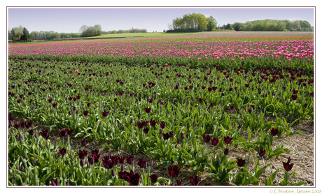 Limburgs tulpenveld