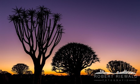 Sunrise quiver tree forest