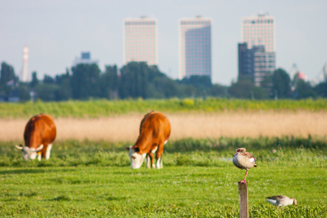 Rust voor de stad