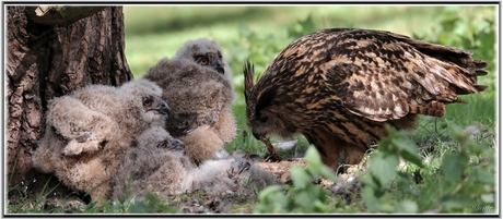 Oehoe met nest jongen