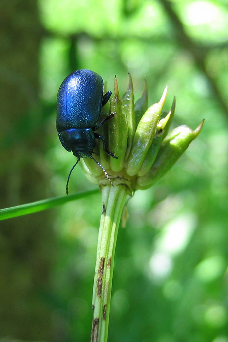Blauw italiaans kevertje