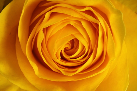 A rose for Mathilda