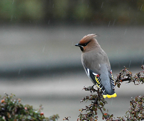 Pestvogel