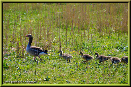 Grauwe gans